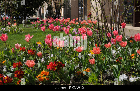 Fontainebleau, Place de la République avec srping fleurs, tulipes rouges Banque D'Images