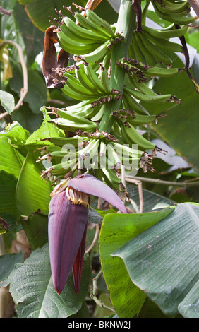 Plant de banane avec des fleurs et des fruits Banque D'Images