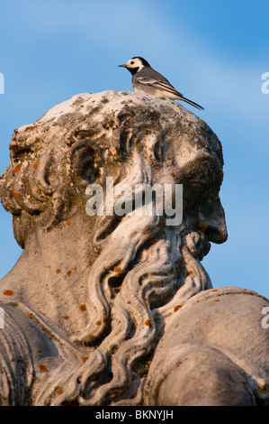 Un pied d'oiseau bergeronnette se trouve au sommet d'une statue de Nymphenburg à Munich, Allemagne Banque D'Images