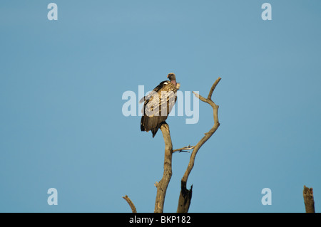 Vautour de rüppell vautour fauve Gyps rueppellii assis sur un arbre sec. Banque D'Images