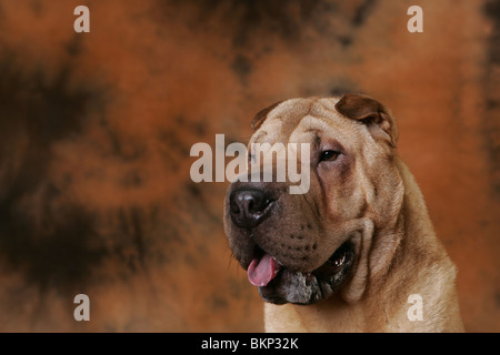 Shar Pei Portrait Banque D'Images