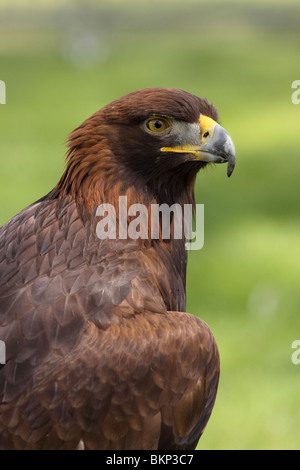 L'Aigle royal (Aquila chrysaetos) - oiseau captif Banque D'Images