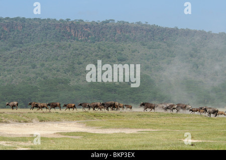 Troupeau de buffles africains Syncerus caffer caffer Banque D'Images
