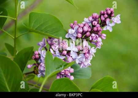 Close up of très odorante grande rose et lavande lilas fleur triple en fleur. (Profondeur de champ) Banque D'Images
