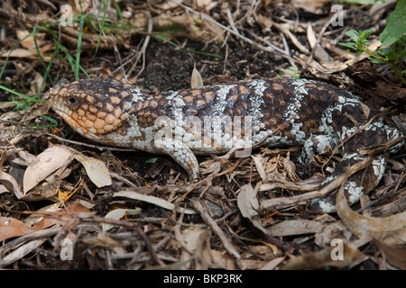 Blue Tongued Skink. Shingleback Tiliqua rugosa (ouest) Reptile Perth Australie Banque D'Images