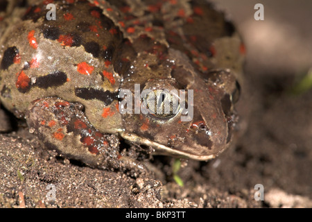 Portrait d'un crapaud commun dans la nuit Banque D'Images