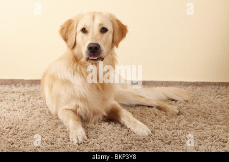 Golden Retriever Golden Retriever mâle / Rüde Banque D'Images