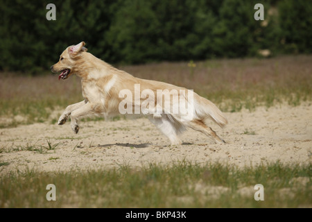 Golden Retriever Golden Retriever mâle / Rüde Banque D'Images