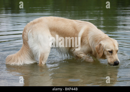 Golden Retriever Golden Retriever mâle / Rüde Banque D'Images