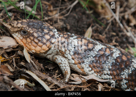 Blue Tongued Skink. Shingleback Tiliqua rugosa (ouest) Reptile Perth Australie Banque D'Images