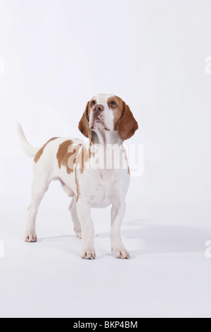 Beagle Banque D'Images