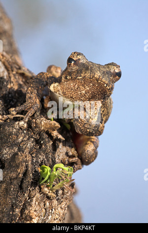 Nid de mousse (chiromantis xerampelina grenouille) assis dans un arbre contre un ciel bleu Banque D'Images