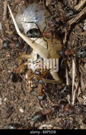 Fourmis tuant le grub Banque D'Images