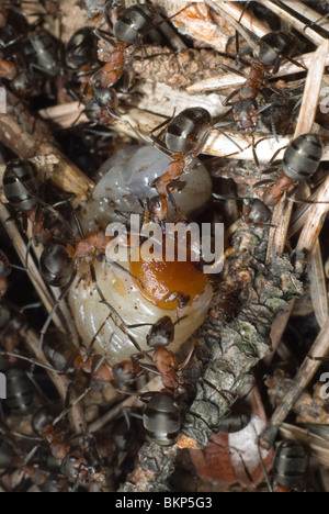 Fourmis tuant le grub Banque D'Images