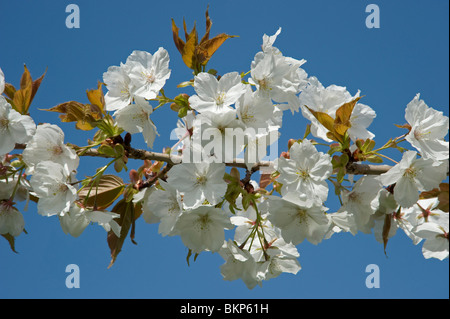 Grand blanc fleur de cerisier Prunus Tai Haku Banque D'Images