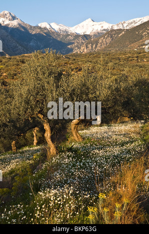 Printemps fleurs sauvages parmi les oliveraies de Kalamata dans l'avant-Mani, près de Kardamyli, Sud du Péloponnèse, Grèce. Banque D'Images