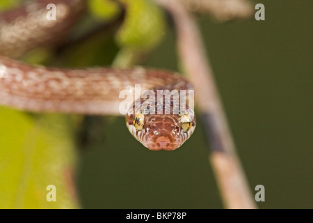 Photo d'un serpent marbré dans un arbre avec des feuilles vertes Banque D'Images