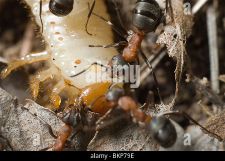 Fourmis tuant le grub Banque D'Images