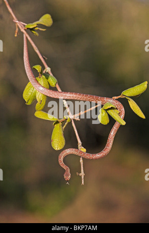 Photo d'un serpent marbré dans un arbre avec des feuilles vertes Banque D'Images