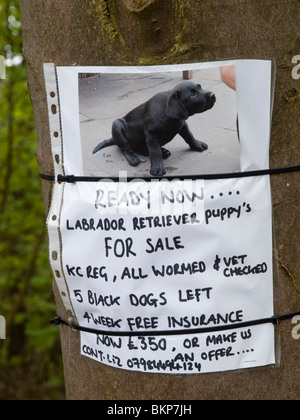 Une publicité pour le récepteur du Labrador, chiot, attaché à un arbre dans le Derbyshire, Angleterre, Royaume-Uni Banque D'Images