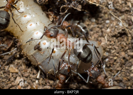 Fourmis tuant le grub Banque D'Images