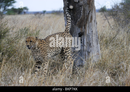 Guépard mâle spray marquage d'un arbre dans le Parc National Kruger, Afrique du Sud Banque D'Images