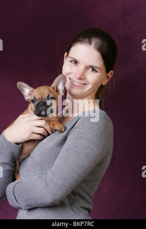 Chiot Bouledogue Français Banque D'Images