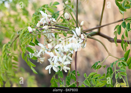 Les fleurs de l''Moringa Moringa oleifera' arbre. Banque D'Images