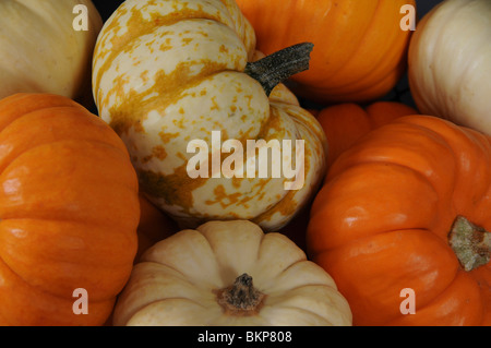 Close-up of Pumpkins Banque D'Images