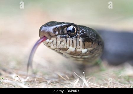 Portret van een zwarte fase Geelgroene toornslang ; Portret d'une sous-espèce de l'Ouest black snake whip ; Banque D'Images