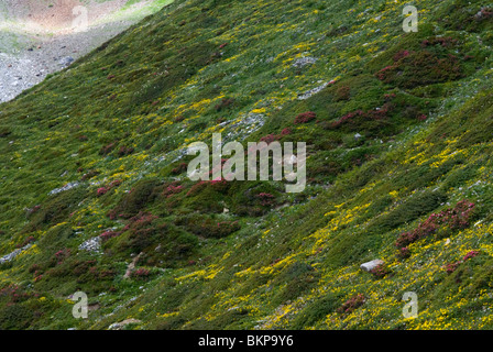 Alpenweide Parc national du Stelvio, prairies alpines naturelles dans le Parc National du Stelvio Banque D'Images
