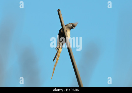 Speckled Mousebird Colius striatus perché sur un roseau sec Banque D'Images