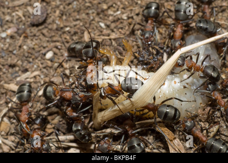 Fourmis tuant le grub Banque D'Images