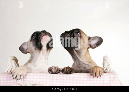 Chiots Bouledogue Français Banque D'Images