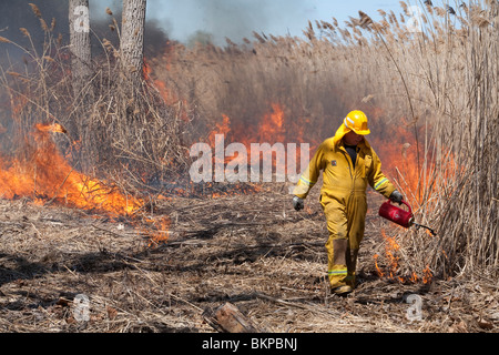 Brûlage dirigé afin d'éliminer les espèces envahissantes Roseau géant dans le Michigan Park Banque D'Images