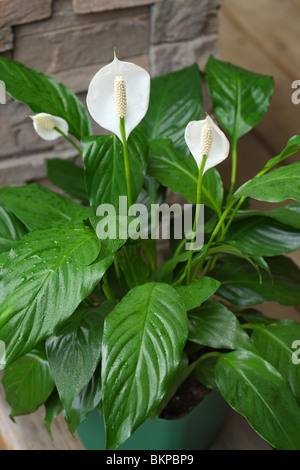 Spathiphyllum, Lily la paix Banque D'Images