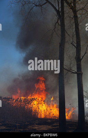 Brûlage dirigé afin d'éliminer les espèces envahissantes Roseau géant dans le Michigan Park Banque D'Images