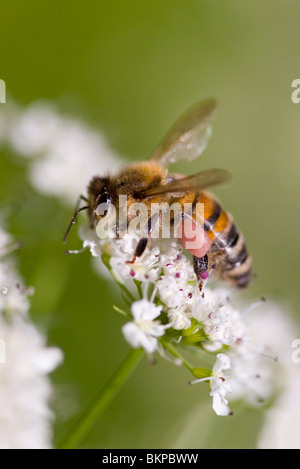 Travailleur de l'abeille (Apis mellifera) sur l'eau de la Pruche filipendule vulgaire (Oenanthe crocata) avec corbeille à pollen visible sur jambe, Sussex, UK. Banque D'Images