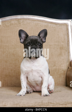 Bouledogue français sur la présidence Banque D'Images