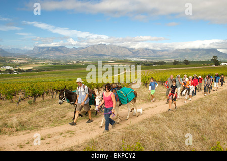 Ingrid et Luca Bein prendre des visiteurs sur une promenade à travers les vignobles Stellenbosch, Western Cape, Afrique du Sud. Banque D'Images