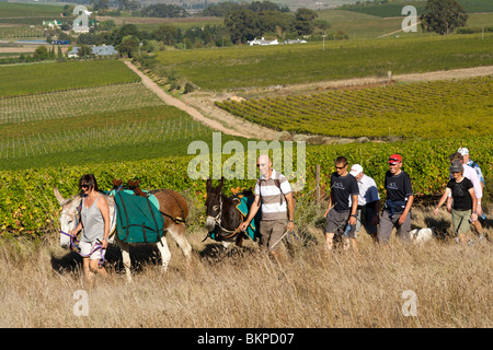 Ingrid et Luca Bein prendre des visiteurs sur une promenade à travers les vignobles Stellenbosch, Western Cape, Afrique du Sud. Banque D'Images