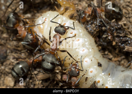 Fourmis tuant le grub Banque D'Images