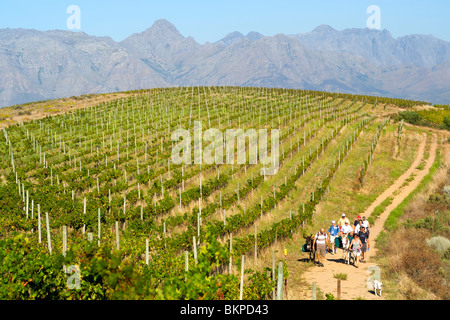 Ingrid et Luca Bein prendre des visiteurs sur une promenade à travers les vignobles Stellenbosch, Western Cape, Afrique du Sud. Banque D'Images