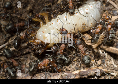 Fourmis tuant le grub Banque D'Images