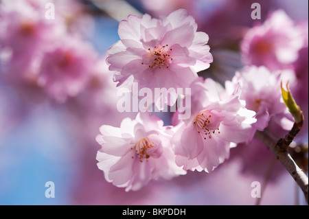 Cerises ou japonais Sakura au Japon au printemps en fleurs Banque D'Images