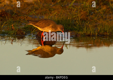 Chevalier gambette (Tringa totanus) debout dans l'alimentation de la rivière Banque D'Images