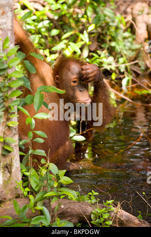 L'eau potable de l'orang-outan dans parc national de Tanjung Puting, Bornéo Banque D'Images