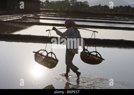 Une femme travaille dans le sel chaud scorchingly de fermes de Kampot, au Cambodge. Banque D'Images