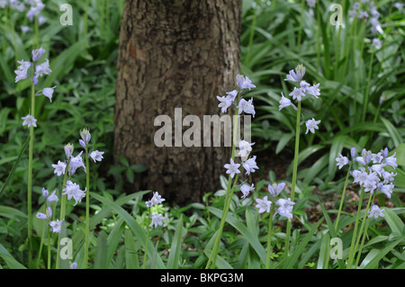 De plus en plus sur l'espagnol bluebells Recteur Place dans Battery Park City. Le 2 mai 2010 Banque D'Images