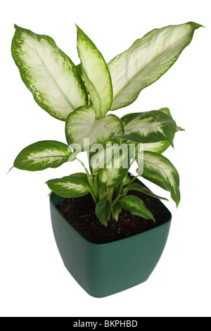 Canne Dumb, Dieffenbachia sp. Banque D'Images